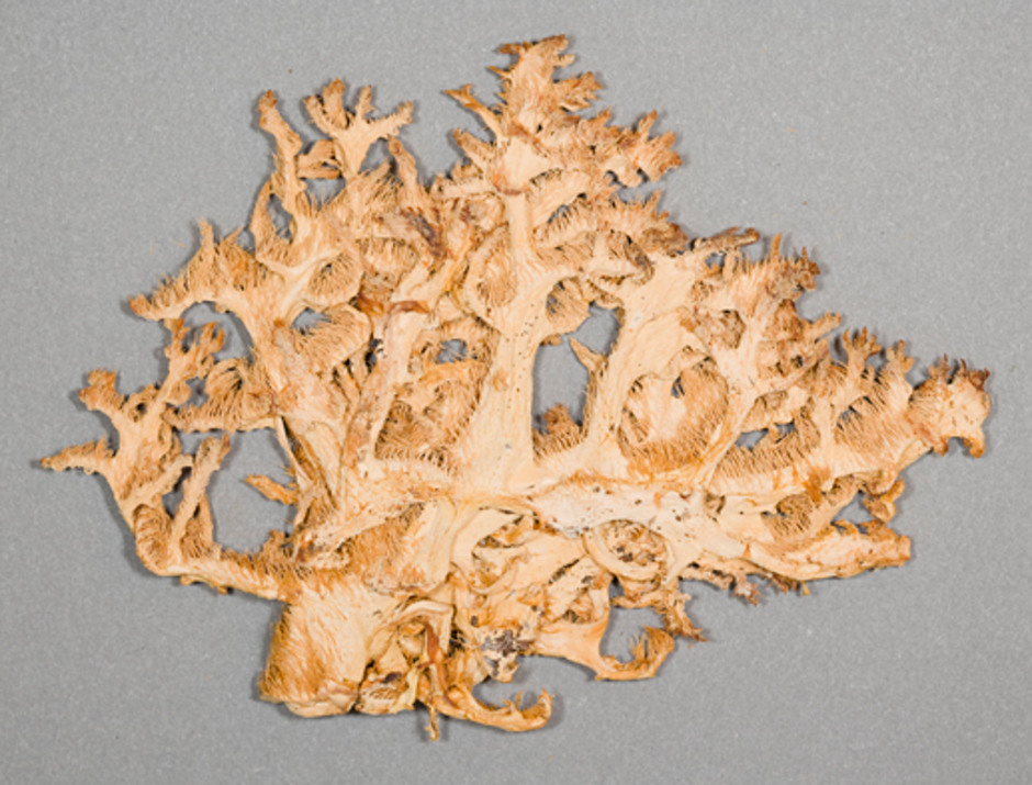 Mindre del av koralltaggsvamp funnen i Sörmland på undersidan av ett fallet frukträd. Ur Naturhistoriska riksmuseets samlingar, reg. nr. F115618 Foto: Ramona Ubral Hedenberg