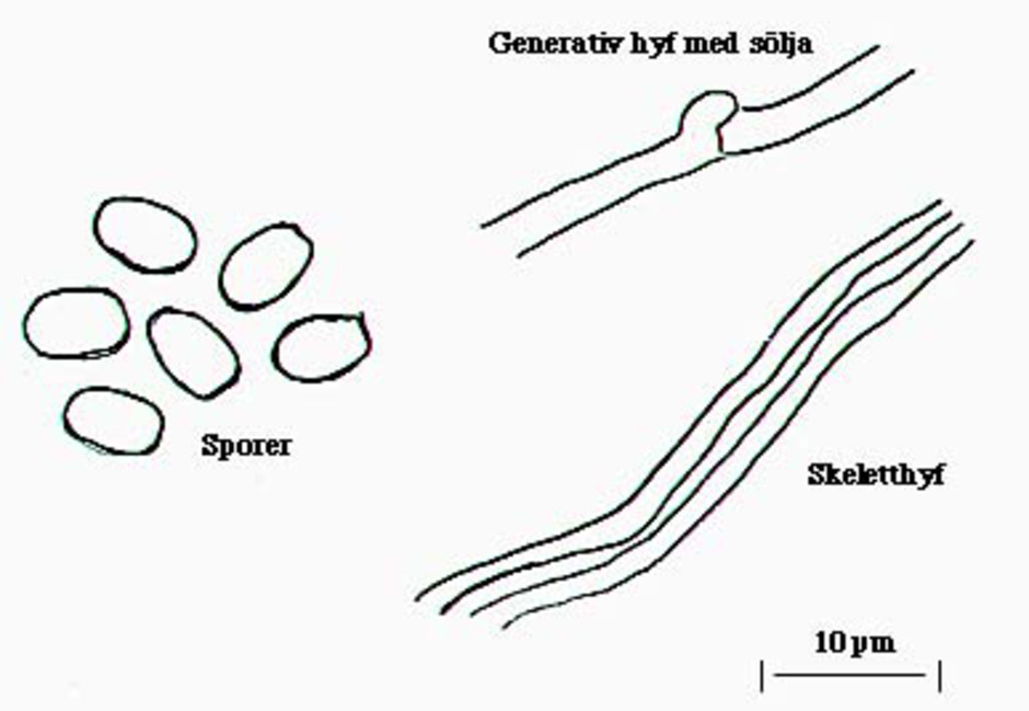Mikroskopiska detaljer hos kromporing. Sporerna är ellipsoida till truncata (tvärt avhuggna i ena änden). Fruktkroppen är dimitisk, vilket betyder att den är uppbyggd av två sorters hyfer. De generativa hyferna har skiljeväggar med söljor (se bilden). Skeletthyferna är långa och mycket kraftiga och saknar skiljeväggar. De sträcker sig genom hela fruktkroppen och ger den stadga.