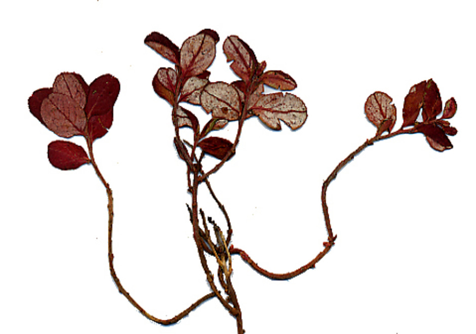 Lingonkvast, Exobasidium juelianum, angriper hela lingonplantan och färgar alla blad röda. Denna kollekt är en isotyp insamlad i augusti 1943 av J. A. Nannfeldt i Kiruna i Torne lappmark. Ur Naturhistoriska riksmuseets samlingar.