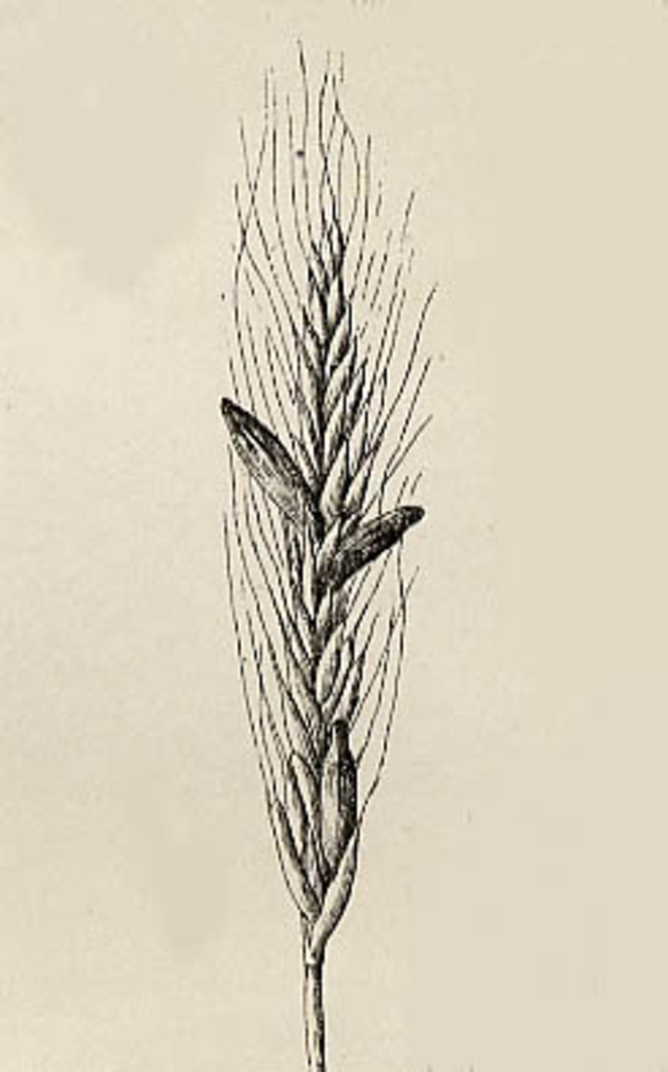 Ett rågax med mjöldryga. De mörka böjda sklerotierna sticker ut ur axet. Illustration ur Briosi & Cavara, 1891.
