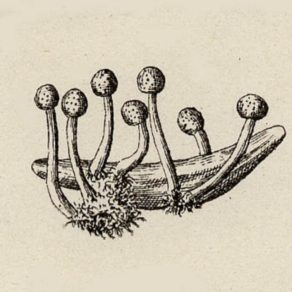 När sklerotierna har övervintrat växer det ut stromata som består av ett ca 1-2 cm högt skaft med ett ca 2-3 mm brett rött huvud. I stromata sitter svampens fruktkroppar, perithecier. Perithecierna bildar sporer som i sin tur kan sprida svampen till nya gräsplantor. Illustration ur Briosi & Cavara, 1891.