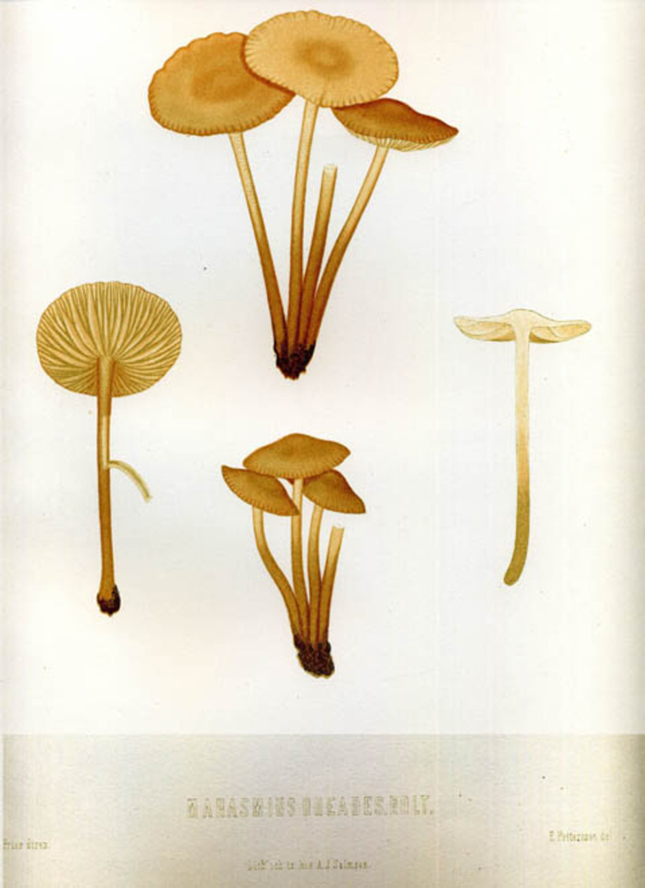 Nejlikbrosking (Marasmius oreades) planch XXXI från Elias Fries "Sveriges ätliga och giftiga svampar" (1860-66). Målat av Elias Pettersson under vägledning av Elias Fries