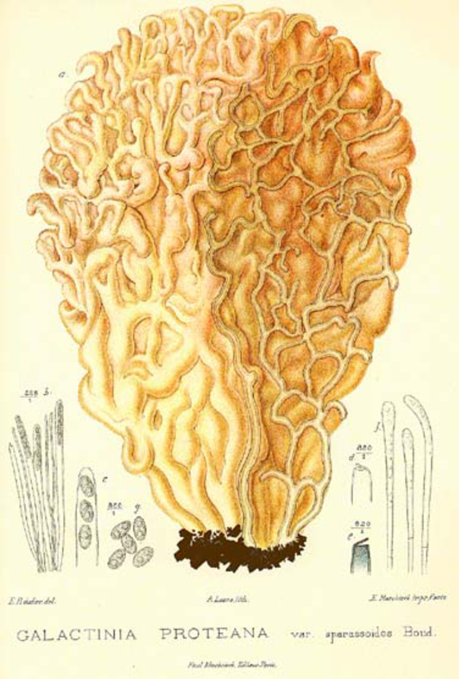 Plansch ur "Boudier, E. 1905-1910. Icones Mycologicæ ou Iconographie des champignons de France principalement discomycetes 2. Librairie des sciences naturelles, Paris."