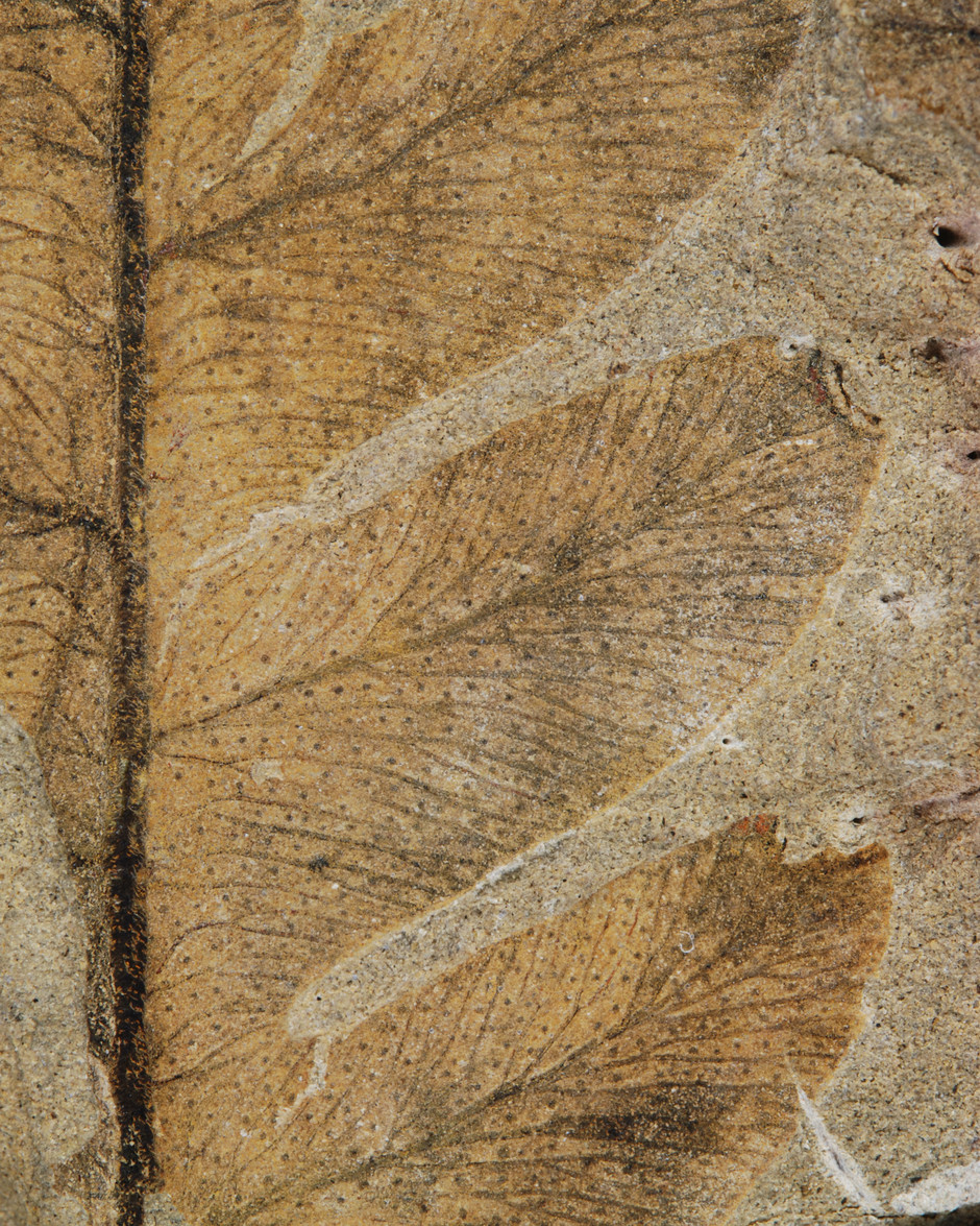 Närbild av ett fossilt löv. Bilden är beige.