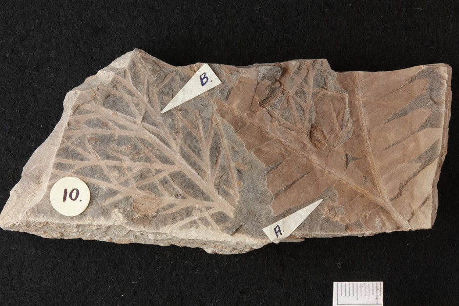 En bit av fossil där man markerat ut med bokstäver vad fossilerna är. Fossilet är brunt med ljusare avbildningar av fossil och bakgrunden fossilet ligger på är svart.