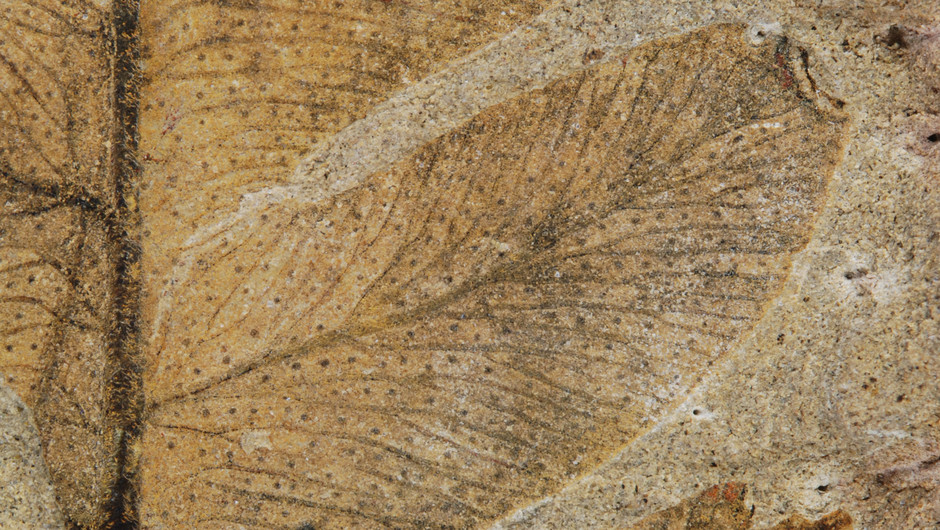 Närbild av ett fossiliserat löv. Lövet är beige, med en ljusare bakgrund. Lövet har svarta små prickar.