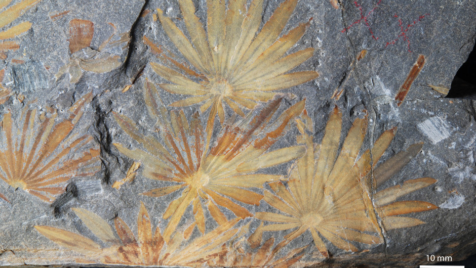 Beige fossil på grå sten. Fossilen har flera blad.