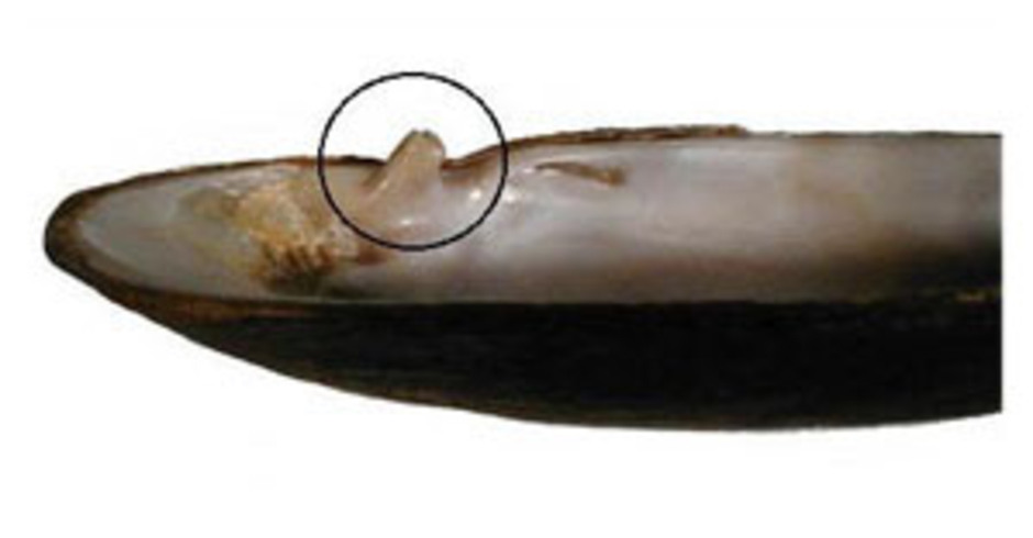 Flodpärlmusslans (Margaritifera margaritifera) tydliga tand i den högra skalhalvan.