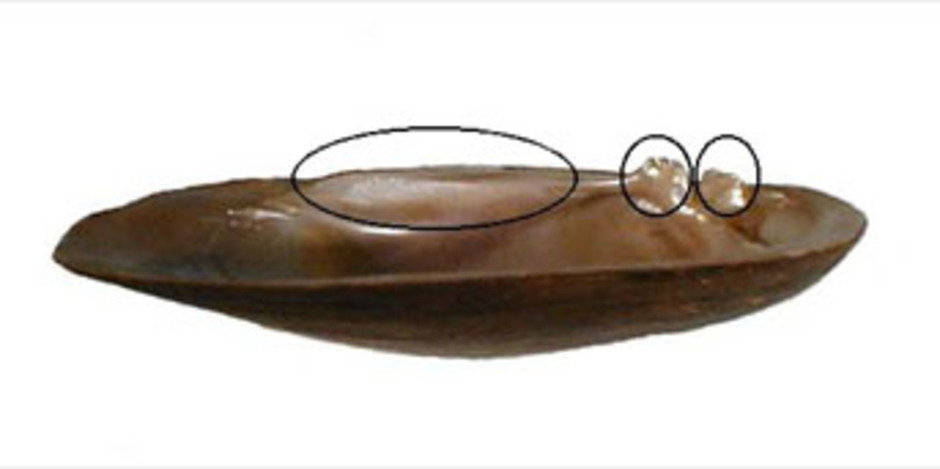 Exempel på låständer i vänster skalhalva hos tjockskalig målarmussla (Unio crassus). Inringade från vänster: sidotänder, bakre huvudtand och främre huvudtand.