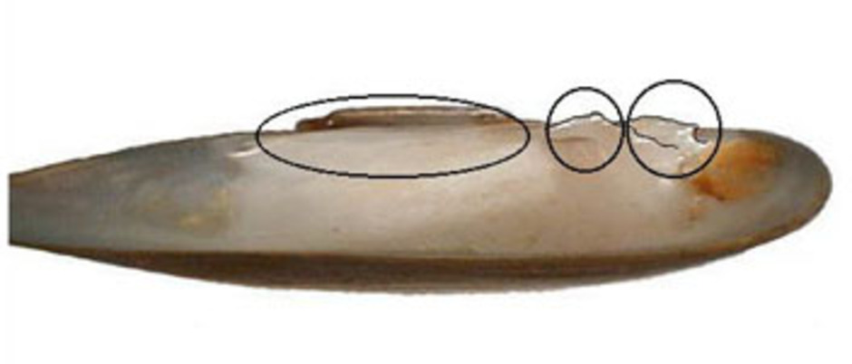 Exempel på låständer i vänster skalhalva hos äkta målarmussla (Unio pictorum). Från vänster: sidotänder, bakre huvudtand och främre huvudtand.