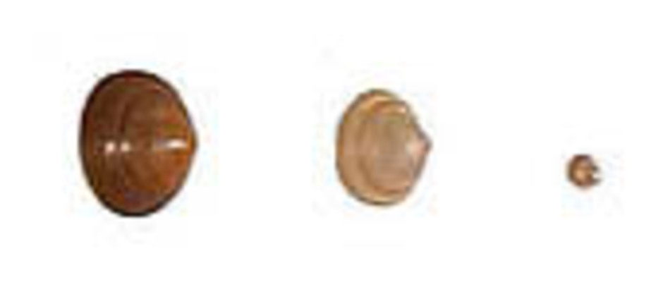 Klot och ärtmusslor från vänster:  Sphaerium corneum, Musculium lacustre, Pisidium casertanum