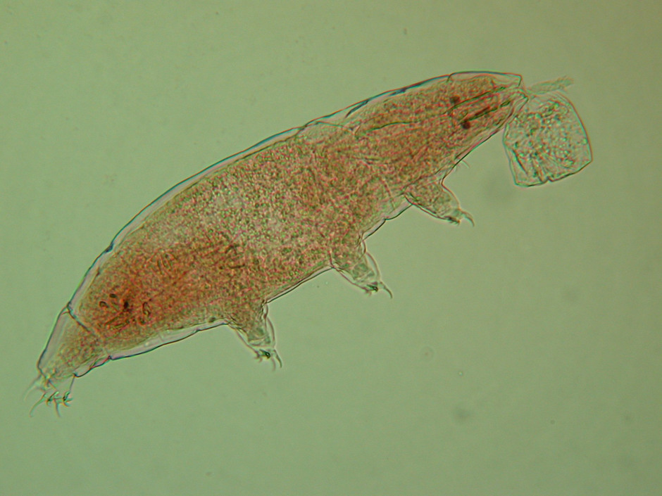 Milnesium tardigradum tillhör familjen Milnesiidae. Arten förekommer över hela världen inklusive kontinentala Antarktis. I Sverige har den påträffats i stockholmstrakten, Stockholms skärgård och på Öland