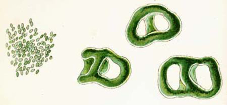 Microcystis, encellig koloni. Teckningen visar en grupp encelliga blågrönalger, Microcystis aeruginosa, och kolonier av densamma, omslutna av ett geléhölje. Arten lever i sötvatten över hela världen och är en av de alger som exploderar i massförekomst, så kallad algblomning, vid gynnsamma förhållanden. Ur British Fresh-Water Algae av M. C. Cooke från 1882-1884 .