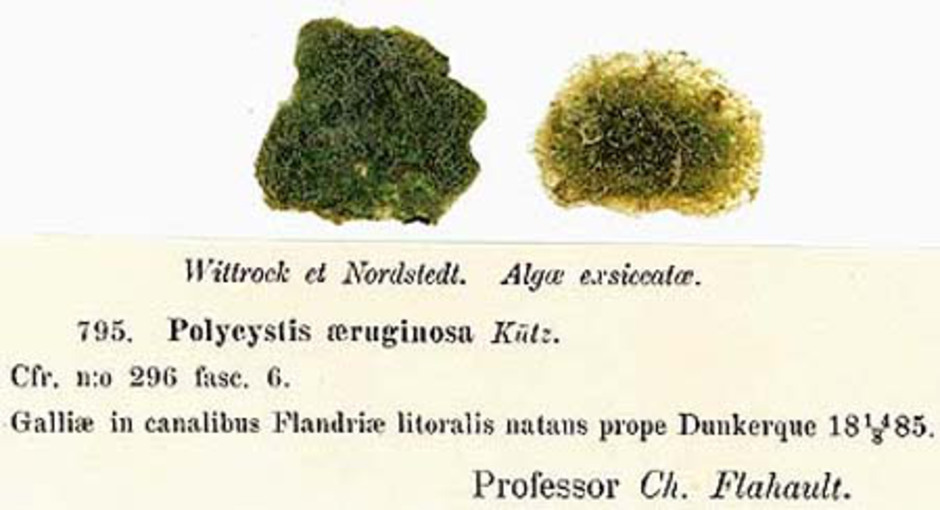Microcystis aeruginosa. Kolonier av den encelliga blågrönalgen Microcystis aeruginosa insamlad av professor C. Flahault i närheten av Dunkerque i Frankrike år 1885. Material från just den här insamlingen av algen har delats ut som dublettexemplar till ett flertal algforskare och herbarier som nummer 795 i Wittrock och Nordstedts algexsickat. (Polycystis aeruginosa är ett annat namn på den här algen, en synonym). Ur Naturhistoriska riksmuseets samlingar.