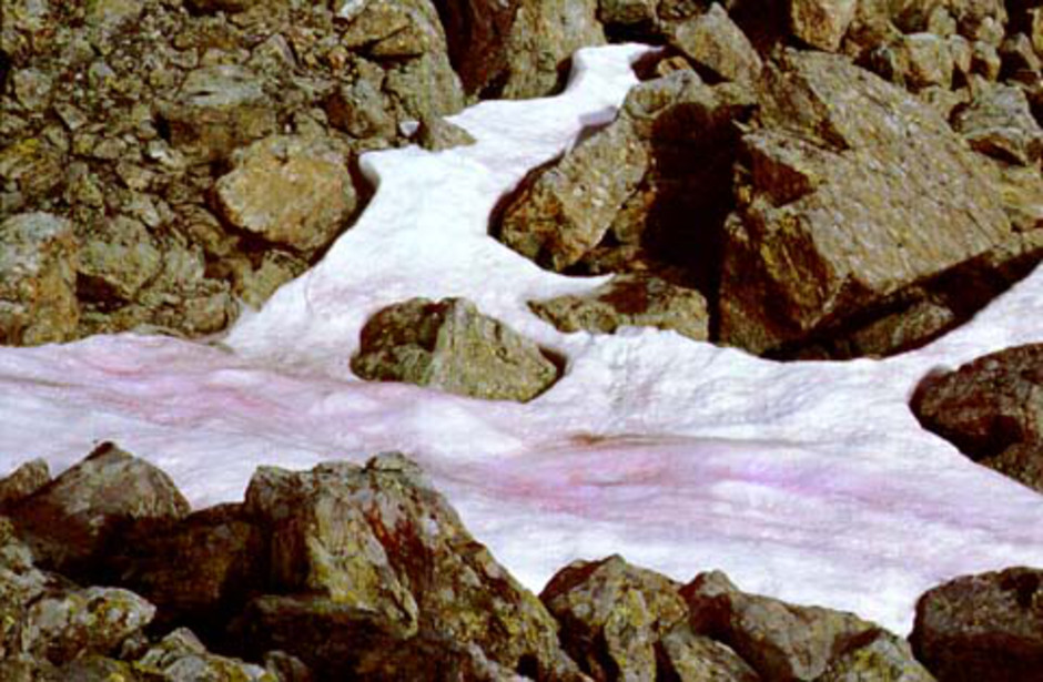 Chlamydomonas nivalis  i snö. Solljuset framkallar bildning av ett rött pigment i algen.