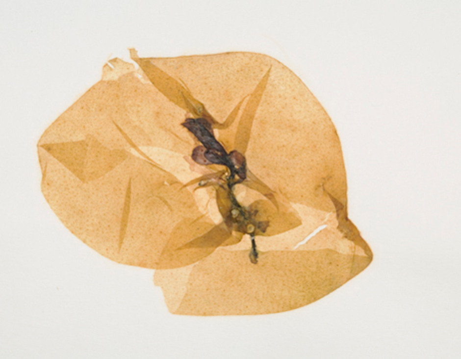Colpomenia peregrina. Ett torkat exemplar ur Kryptogambotanikens herbariesamling. Foto: Ramona Ubral Hedenberg