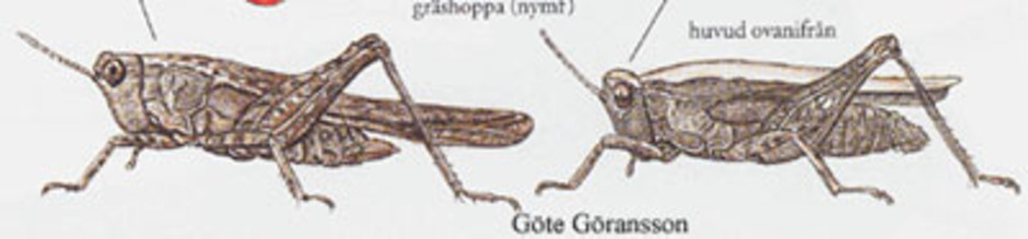 Strandtorngräshoppa, Tetrix subulata. Kroppslängd 9-15 mm - hane (till vänster) och hona (till höger). Finns i hela landet.