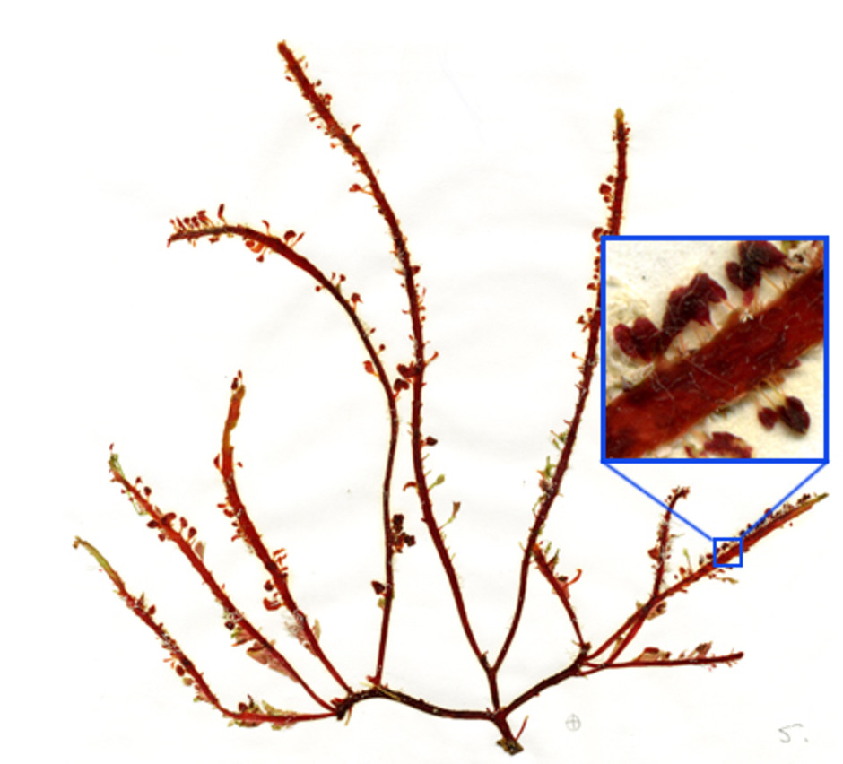 Denna planta är en så kallad tetrasporofyt, ett av stadierna i livcykeln. Förstoringen visar de sporproducerande organen.