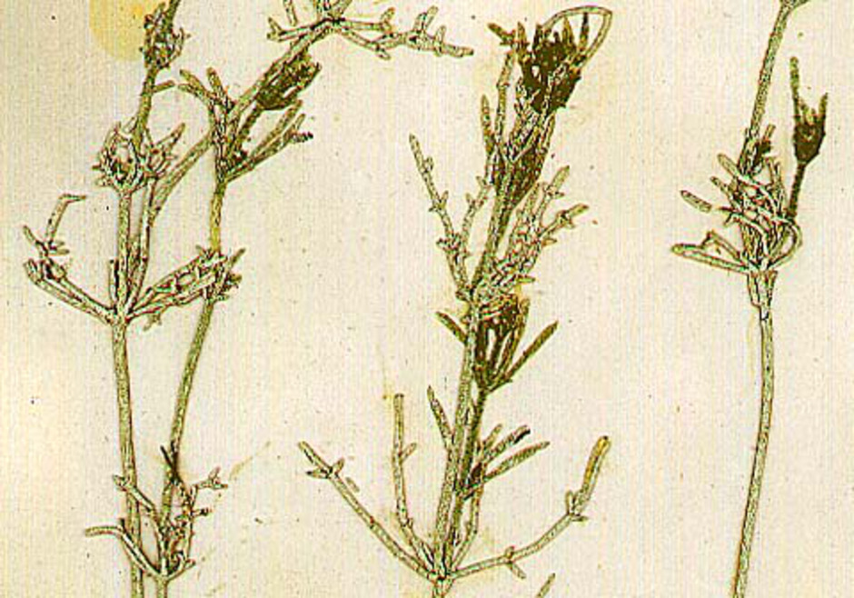 Rödsträfse insamlad av O. Nordstedt i Krankesjön i Skåne 1871. Hela algen är täckt av en skorpa av kalk. Ur Naturhistoriska riksmuseets samlingar.