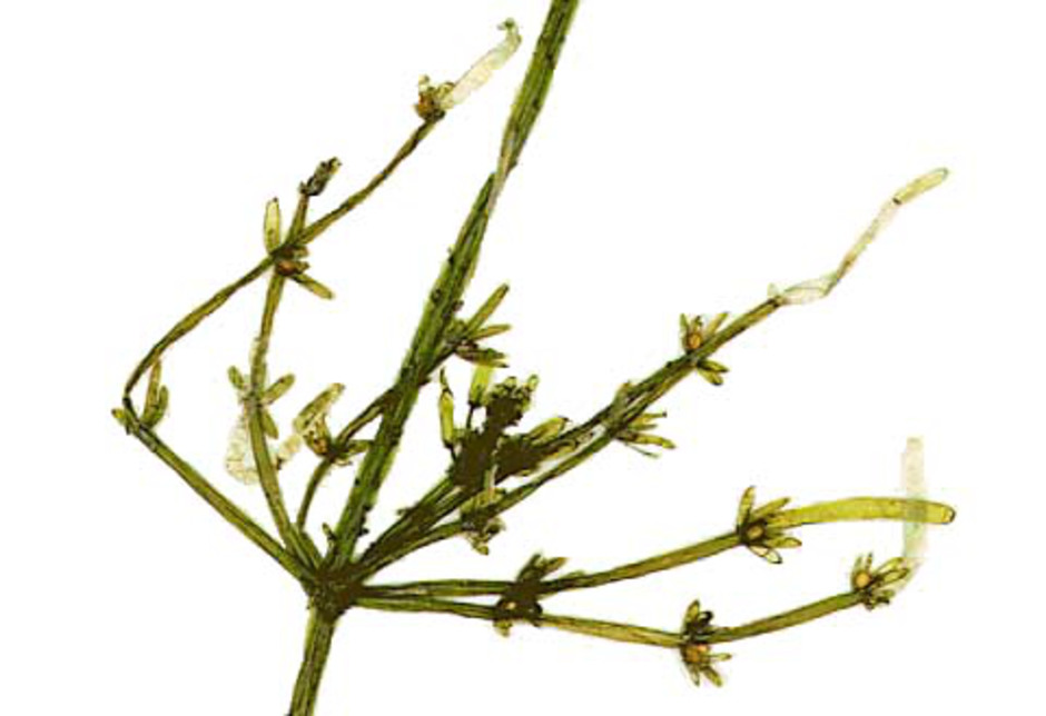 Bilden visar en nod från en hanplanta av rödsträfse. Från noden utgår en krans av grenar. På grenarna till höger syns runda orangegula anteridier, där algens hanliga könsceller bildas. Ur Naturhistoriska riksmuseets samlingar.