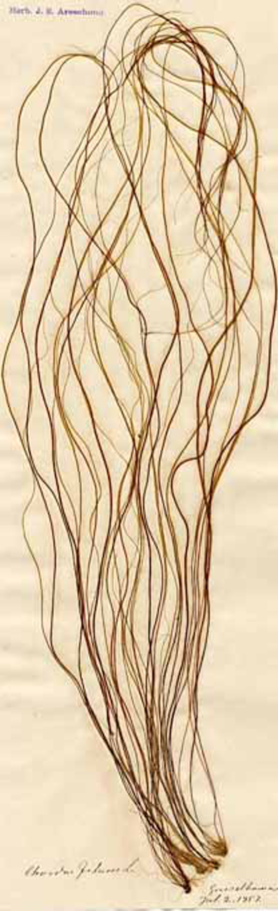 Sudarens trådar kan växa från samma utgångspunkt så att det ser ut som ett enda buskigt exemplar av en alg. Dessa samlades i juli 1857 utanför Grisslehamn. Från Herbarium J. E. Areschoug. Ur Naturhistoriska riksmuseets samlingar