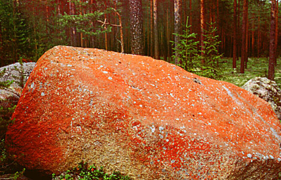 Trentepohlia täcker ett stenblock i en barrskog i Kårböle i Hälsingland. Foto: Lars Hedenäs.