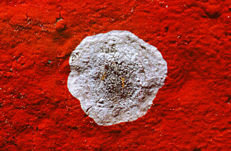 Trentepohlia bildar en tät mönjeröd filt på ett stenblock. Mitt i bilden syns en gråvit lav. Foto: Lars Hedenäs.
