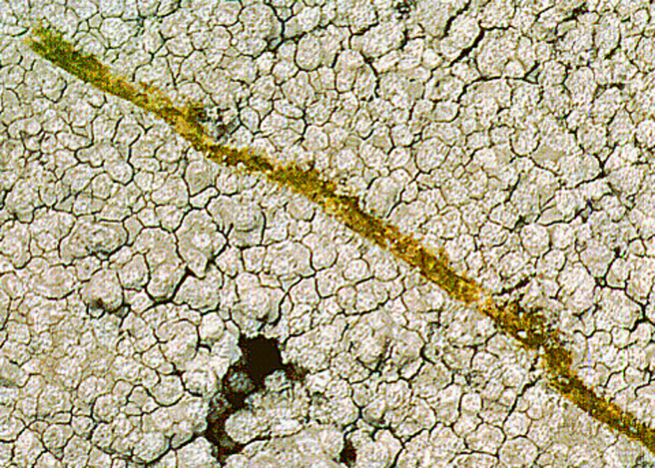En lav är en dubbelorganism som består av en svamp och en alg. I vissa lavar utgörs algkomponenten av Trentepohlia-alger. Om man repar en sådan lav syns algerna som ett rödgult streck. Bilden föreställer en lav av släktet Dirina. Foto: Anders Tehler.
