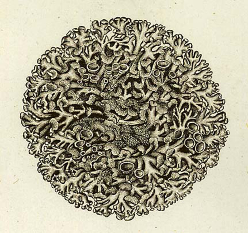 Blåslav. Illustrationen är hämtad ur ett tidigt verk om lavar: Enumeratio lichenum, som skrevs av G. F. Hoffman och kom ut 1786.