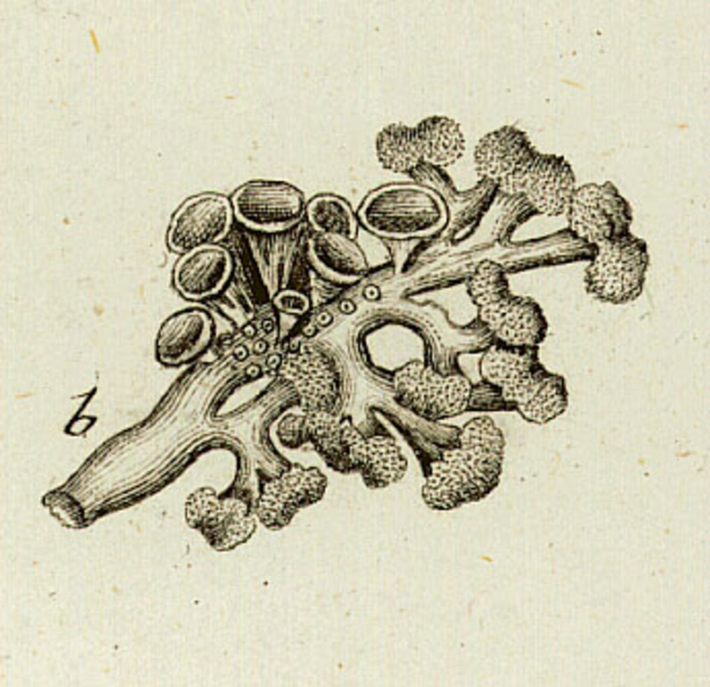 Illustration ur G. F. Hoffman. 1786. Enumeratio lichenum. En lav är en dubbelorganism, som består av en svamp och en alg, som lever i symbios. Blåslavens lobspetsar slutar i läppformiga soral. I dessa bildas små vegetativa spridningsenheter, som kallas soredier. Soredier består av celler både från lavens svampkomponent och från dess algkomponent och kan därför omedelbart växa ut till nya lavar. Till vänster syns apothecier, svampkomponentens skålformade fruktkroppar, som bildar sporer genom sexuell förökning. När en sådan spor gror, måste den träffa på rätt sorts alg för att kunna bilda en lav.