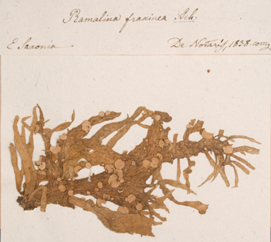 Ett av de äldsta exemplaren av brosklav, Ramalina fraxinea, i museets samlingar. Det är samlat i Tyskland år 1838 av G. de Notaris. Ur Naturhistoriska riksmuseets samlingar, reg. nr. F79382. Foto: Ramona Ubral Hedenberg