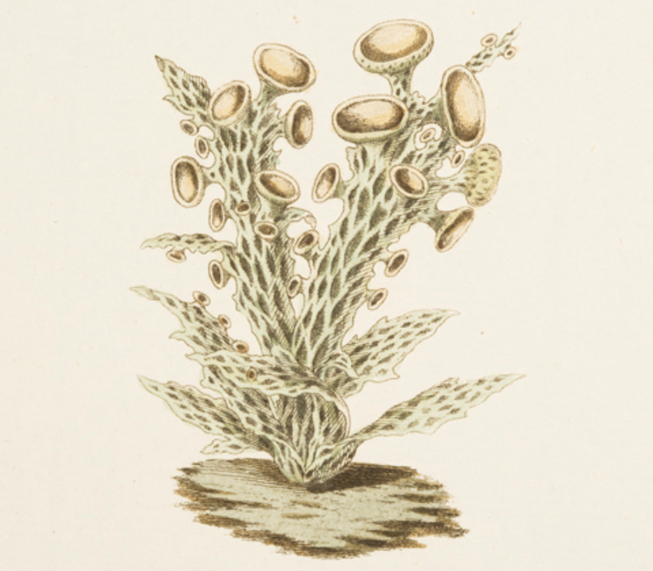 Teckning av brosklav, Ramalina fraxinea, ur Plantae Lichenosae av G. F. Hoffmann (Vol. I, fasc. III) från 1790. Foto: Ramona Ubral Hedenberg