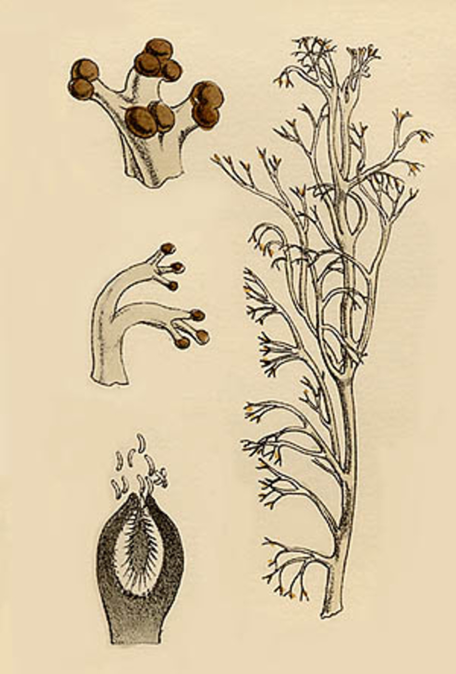 Illustration av grå renlav ur British Lichens av W. L. Lindsay från 1856. Detaljbilderna visar lavens olika sporbildande strukturer som sitter i grenspetsarna. Överst till vänster apothecier som innehåller ascosporer (könliga sporer) och inte är så vanliga hos grå renlav. I mitten syns pyknider, och nederst en pyknid i genomskärning där man ser pyknosporerna bildas i ett hålrum.