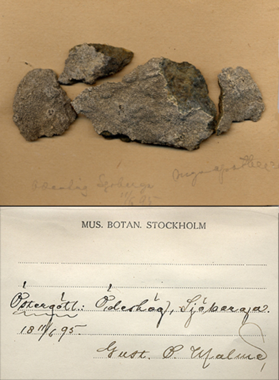 Gråstenslav insamlad i Östergötland av Gustav O. Malme år 1895. Ur Naturhistoriska riksmuseets samlingar.