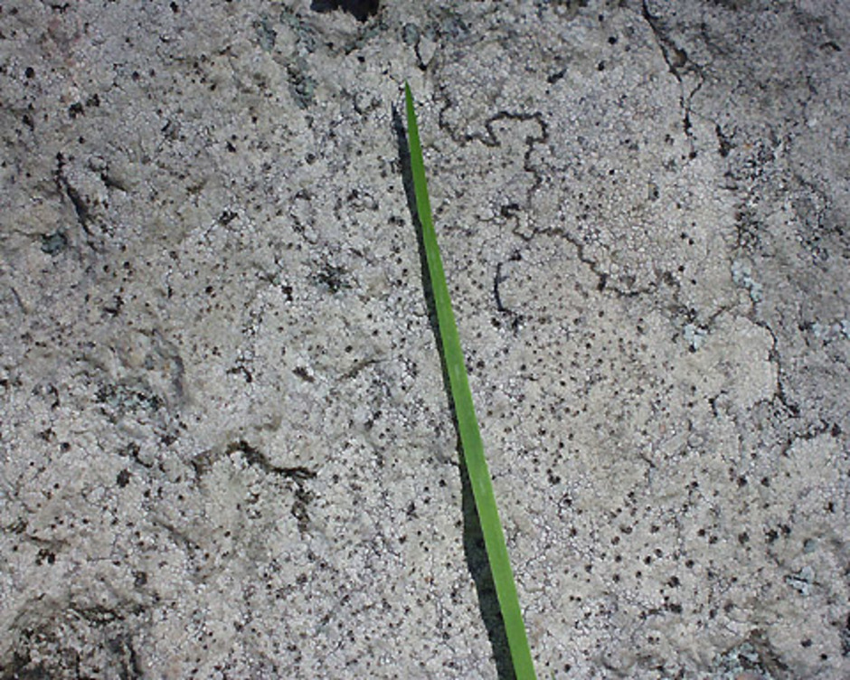 Närbild av gråstenslav. De svarta "prickarna" är lavsvampens fruktkroppar. Jämför grässtrået som skala. Foto: A. Tehler.