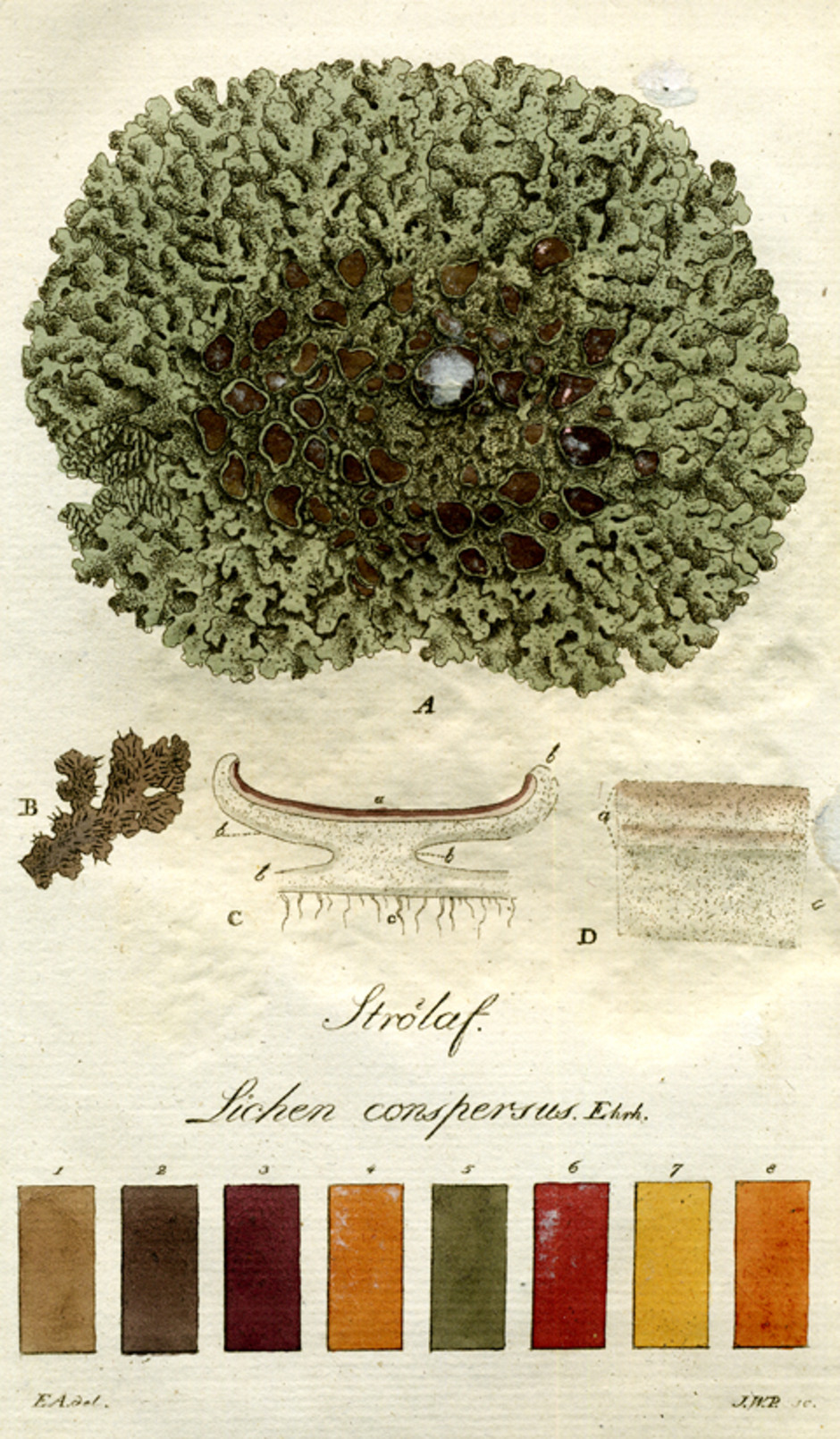 Kaklav med färgskala. Ur "Svenska lafvarnas färghistoria" av Johan Westring (1805). Foto: L. Andersson.