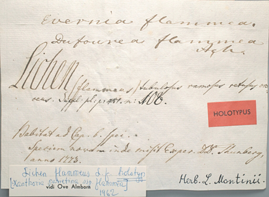 Etiketten till typexemplaret skriven av Lars Jonasson Montin (1723-1785). Ur Naturhistoriska riksmuseets samlingar, reg. nr. L1644.