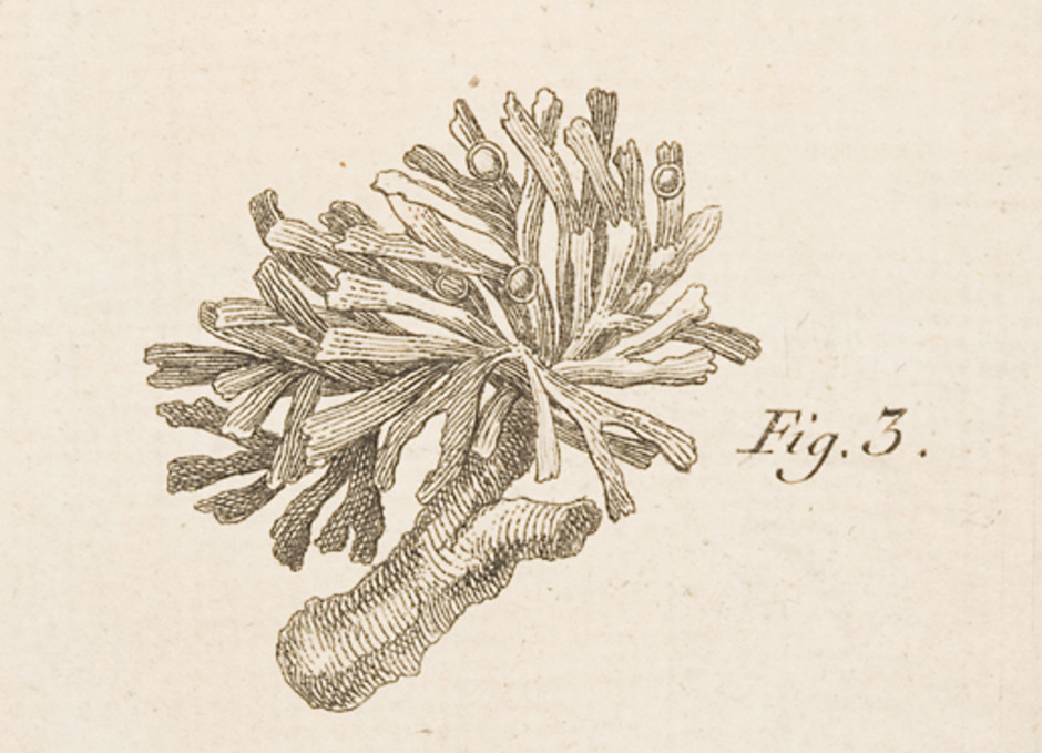 Xanthodactylon flammeum (Lichen flammeus) så som den avbildas i Olof Swartz "Methodus muscorum illustrata" 1781. Bilden är troligen utförd av Erik Acharius.
