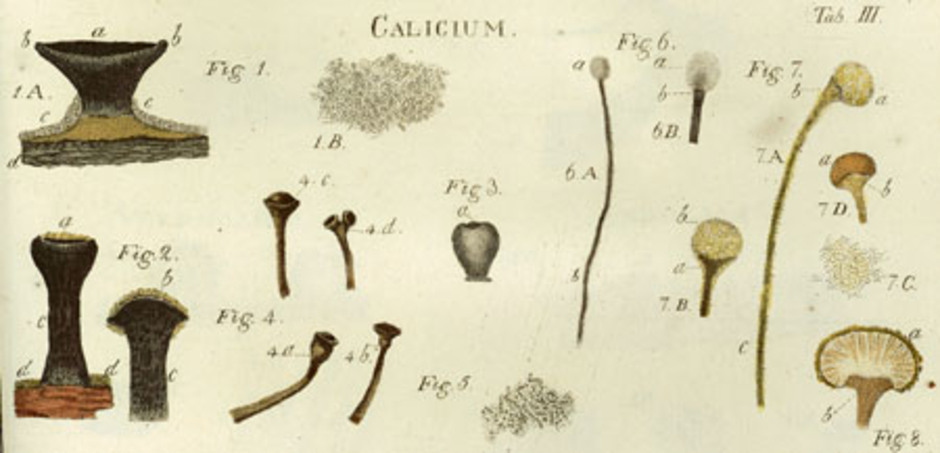 Exempel på knappnålslavar i släktet Calicium. Illustration från Lichenographia Universalis, Erik Acharius (1810).