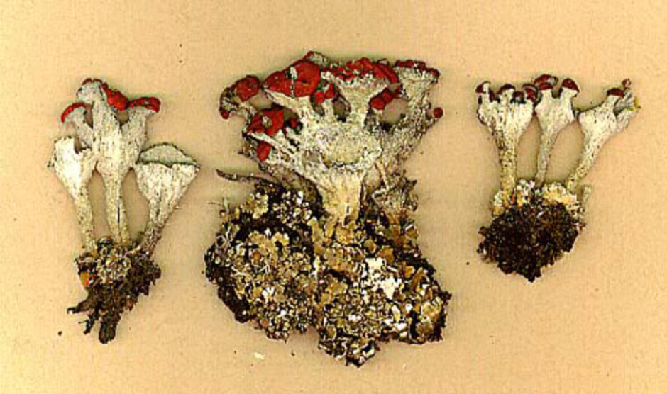 Kochenillav insamlad av U. Falk i Ölme i Värmland 1873. De röda fruktkropparna är skaftade och växer ut från kanten av den trattliknande bålen. Ur Naturhistoriska riksmuseets samlinga
