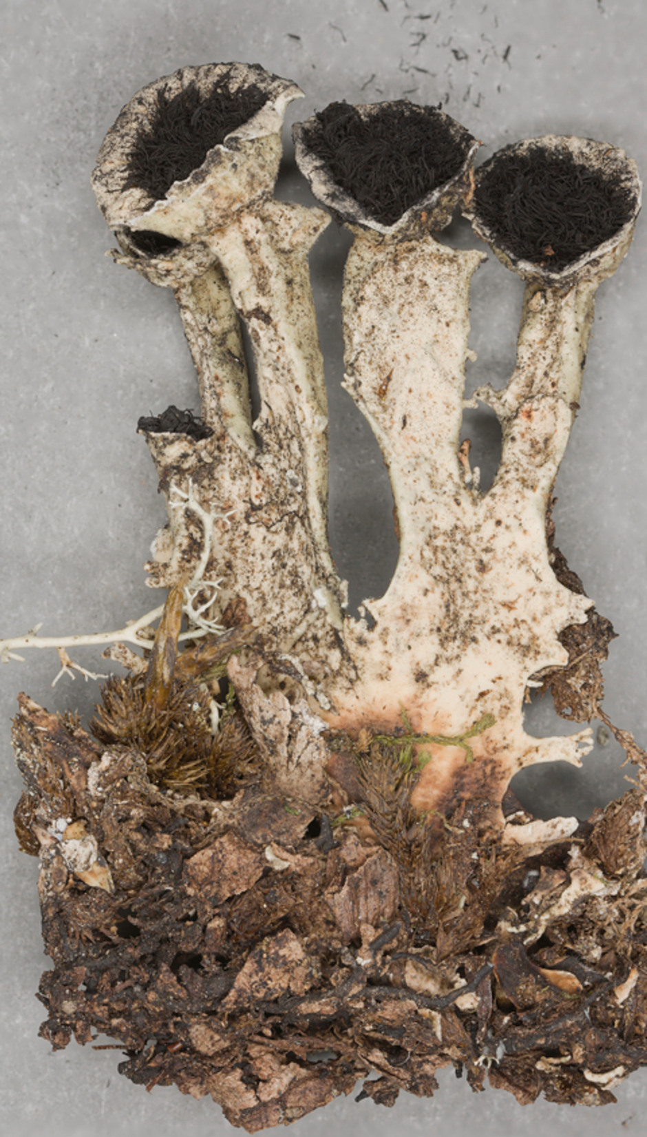 Bunodophoron scrobiculatum. Insamlad i Nya Zeeland 1986 av Leif Tibell. Ur Naturhistoriska Riksmuseets samlingar. Föremålsnummer F74716. Foto: Christopher Reisborg.