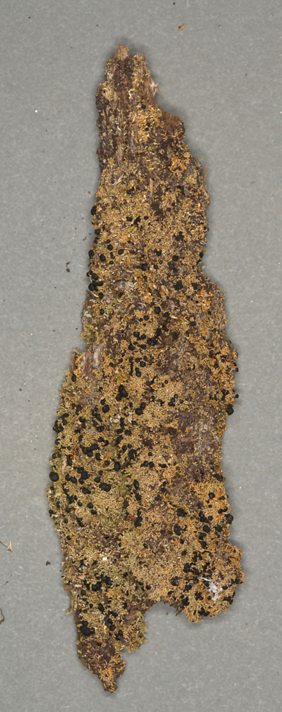 Neophyllis melacarpa. Insamlad i Australien 1985 av Göran Thor. Ur Naturhistoriska Riksmuseets samlingar. Föremålsnummer F74721. Foto: Christopher Reisborg