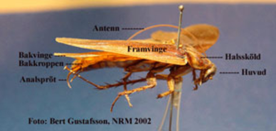 Amerikansk kackerlacka sedd från sidan.