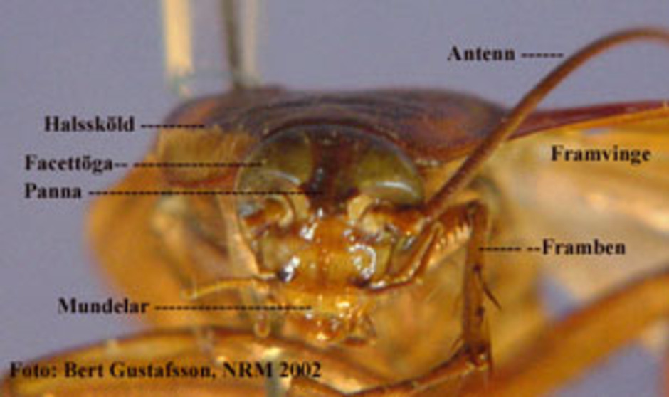 Amerikansk kackerlacka sedd från framifrån. Foto: Bert Gustafsson