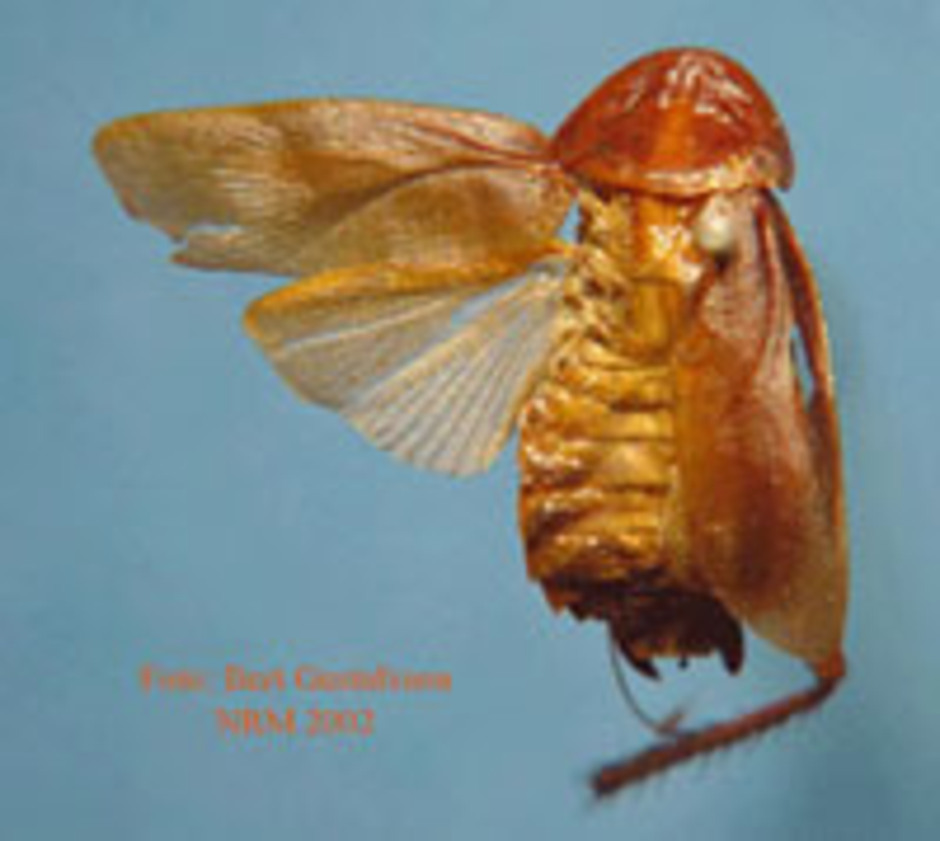 Vuxen orientalisk kackerlacka, från enheten för entomologis samlingar.