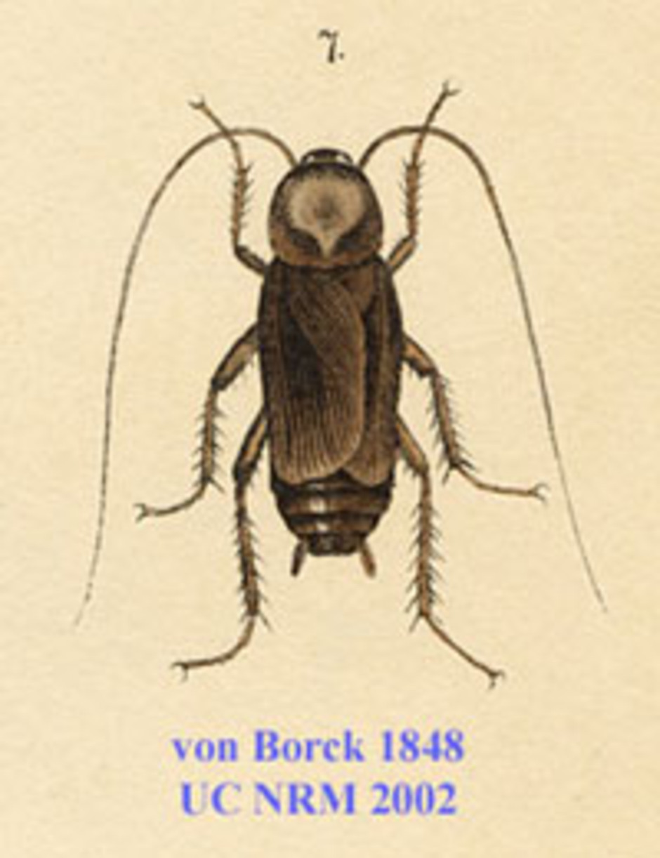 Vuxen hane, detalj från handkolorerad figur från von Borcks Skandinaviens rätvingade insekters naturalie-historia anno 1848.