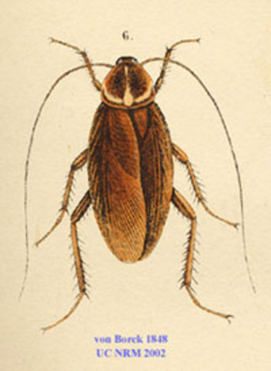 Vuxen hane, detalj från handkolorerad plansch från von Borcks Skandinaviens rätvingade insekters naturalie-historia anno 1848.