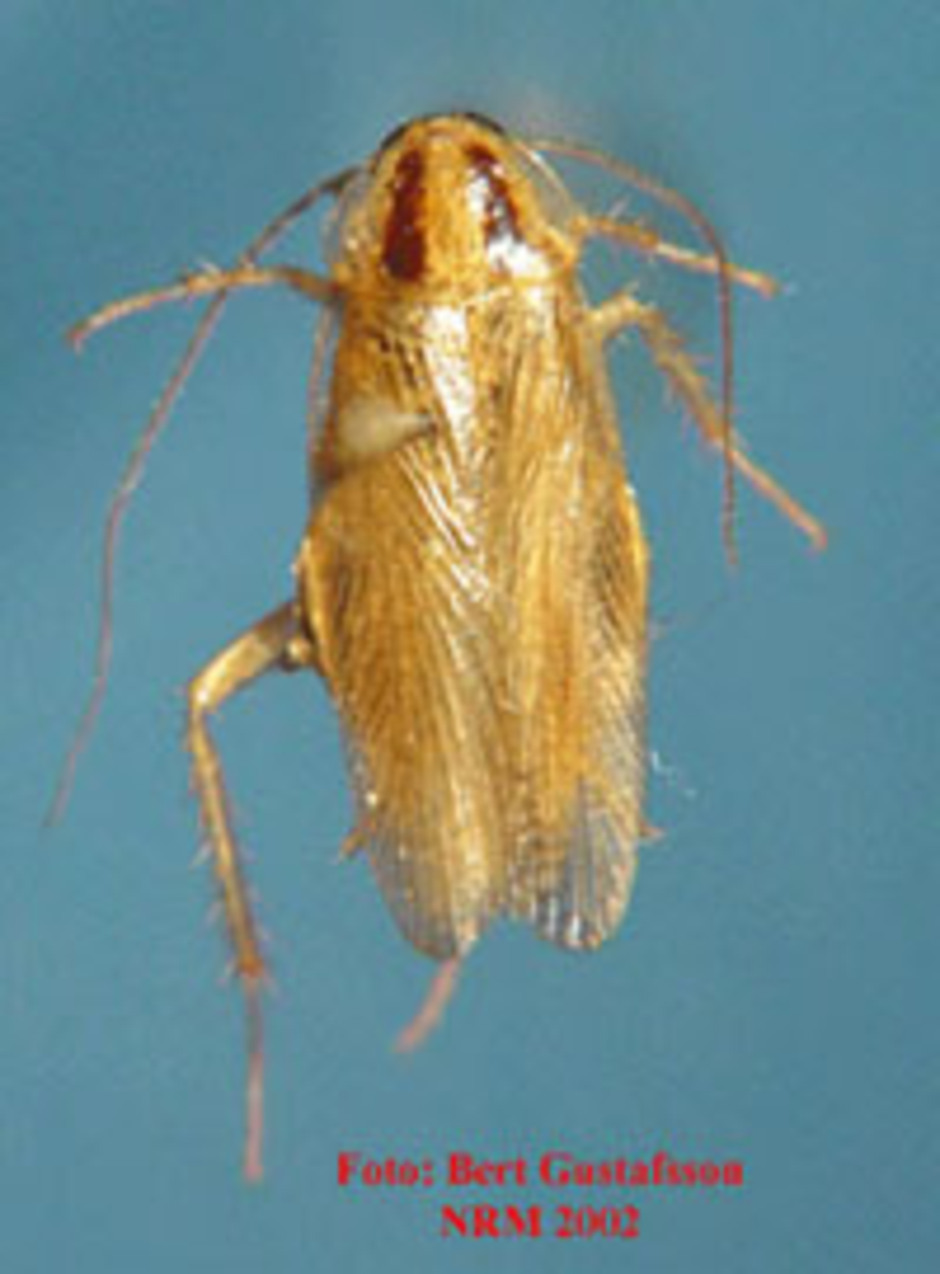 Tysk, vuxen kackerlacka, från enheten för entomologis samlingar.