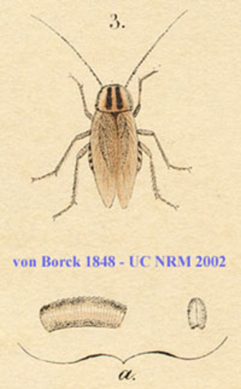 Tysk kackerlacka. Vuxen hona och förstoring av äggkapseln, detalj från handkolorerad plansch från von Borcks Skandinaviens rätvingade insekters naturalie-historia anno 1848.