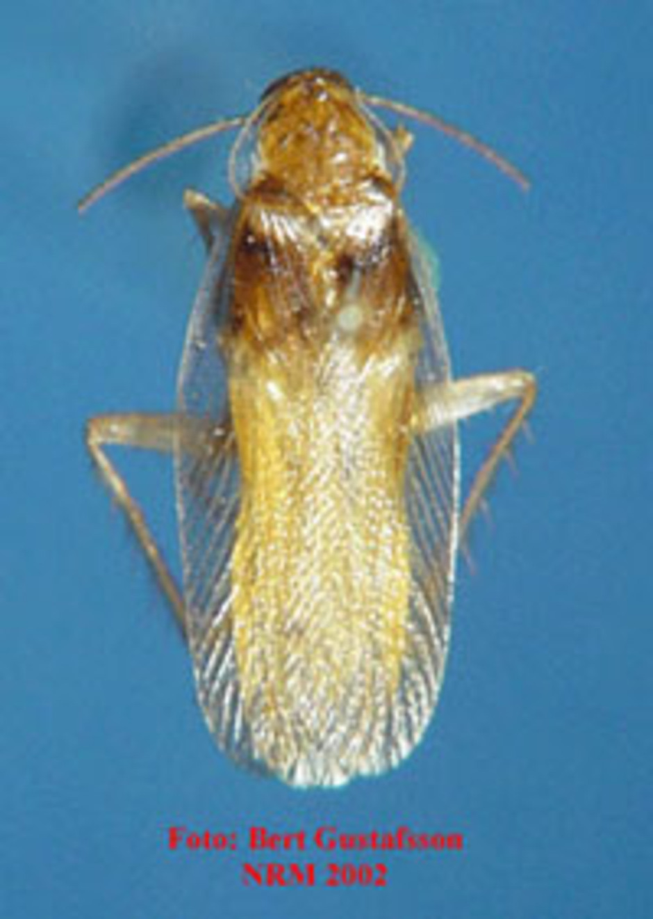 Brunbandad kackerlacka. Vuxen kackerlacka, från enheten för entomologis samlingar.